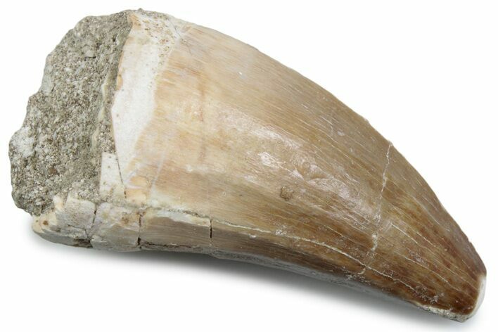 Fossil Mosasaur (Mosasaurus) Tooth - Morocco #384026